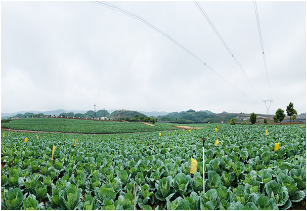 成都永农蔬果基地