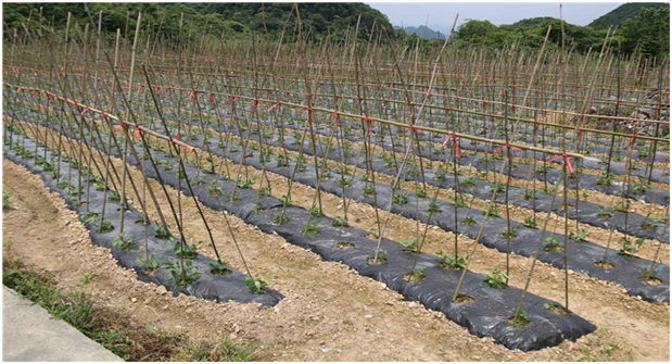 成都永农蔬果基地