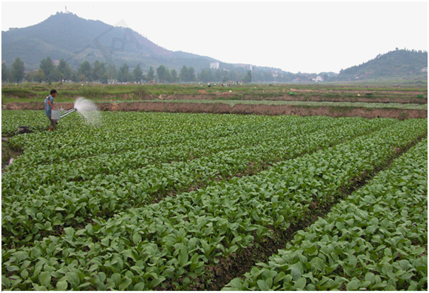 成都永农蔬果基地